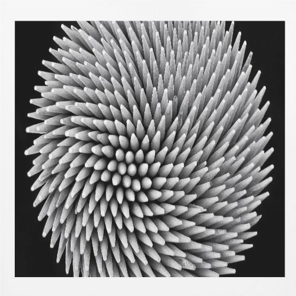 A framed, black and white, top-down macro photograph of a dense, circular bundle of wooden toothpicks. The points of the toothpicks radiate outwards in a swirling, spiral pattern, creating a highly textured and spiky sphere against a solid black background. Artwork