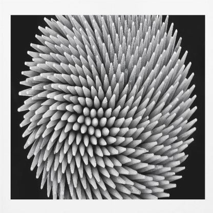 A framed, black and white, top-down macro photograph of a dense, circular bundle of wooden toothpicks. The points of the toothpicks radiate outwards in a swirling, spiral pattern, creating a highly textured and spiky sphere against a solid black background. Artwork