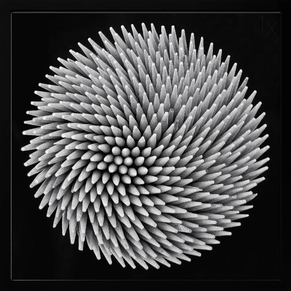 A framed, black and white, top-down macro photograph of a dense, circular bundle of wooden toothpicks. The points of the toothpicks radiate outwards in a swirling, spiral pattern, creating a highly textured and spiky sphere against a solid black background. Artwork