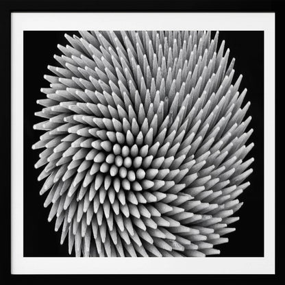 A framed, black and white, top-down macro photograph of a dense, circular bundle of wooden toothpicks. The points of the toothpicks radiate outwards in a swirling, spiral pattern, creating a highly textured and spiky sphere against a solid black background. Artwork