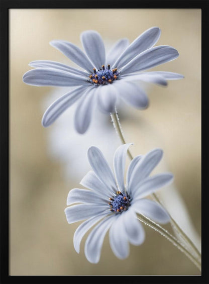 A soft-focus close-up photograph of two light blue daisies with vibrant blue and orange centers. The flowers are positioned one above the other against a warm, blurry beige background, creating a dreamy and serene atmosphere. Wall Art