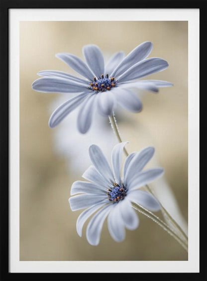 A soft-focus close-up photograph of two light blue daisies with vibrant blue and orange centers. The flowers are positioned one above the other against a warm, blurry beige background, creating a dreamy and serene atmosphere. Wall Art