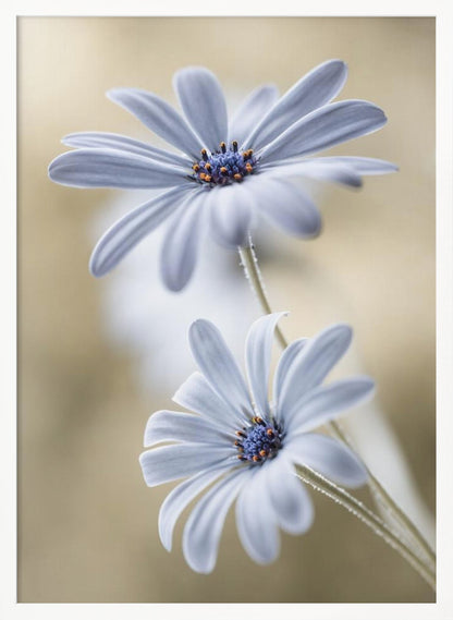 A soft-focus close-up photograph of two light blue daisies with vibrant blue and orange centers. The flowers are positioned one above the other against a warm, blurry beige background, creating a dreamy and serene atmosphere. Wall Art