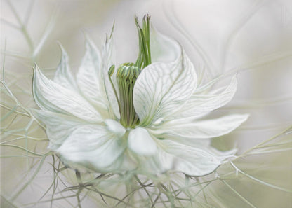 A close-up, artistic photograph of a delicate white Nigella flower, showcasing its intricate veined petals and green pistil against a soft, ethereal background, all within a silver frame. Print