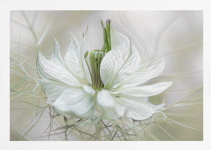 A close-up, artistic photograph of a delicate white Nigella flower, showcasing its intricate veined petals and green pistil against a soft, ethereal background, all within a silver frame. Print