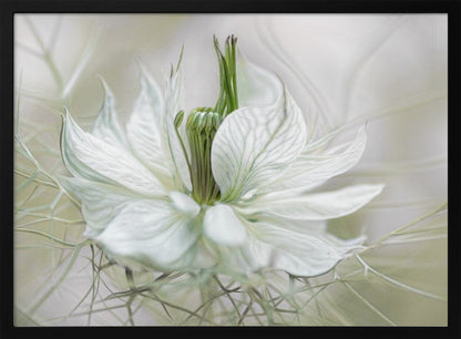 A close-up, artistic photograph of a delicate white Nigella flower, showcasing its intricate veined petals and green pistil against a soft, ethereal background, all within a silver frame. Print
