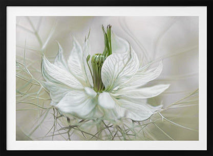 A close-up, artistic photograph of a delicate white Nigella flower, showcasing its intricate veined petals and green pistil against a soft, ethereal background, all within a silver frame. Print