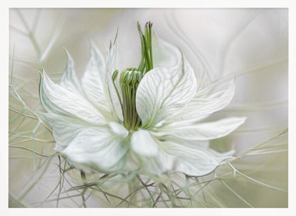 A close-up, artistic photograph of a delicate white Nigella flower, showcasing its intricate veined petals and green pistil against a soft, ethereal background, all within a silver frame. Print