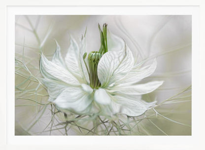 A close-up, artistic photograph of a delicate white Nigella flower, showcasing its intricate veined petals and green pistil against a soft, ethereal background, all within a silver frame. Print