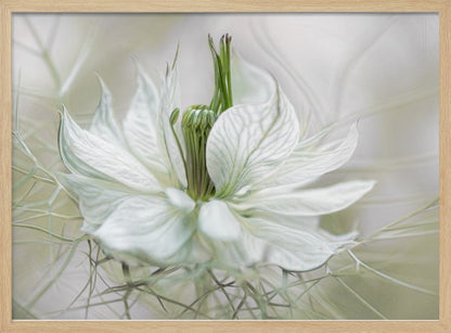 A close-up, artistic photograph of a delicate white Nigella flower, showcasing its intricate veined petals and green pistil against a soft, ethereal background, all within a silver frame. Print