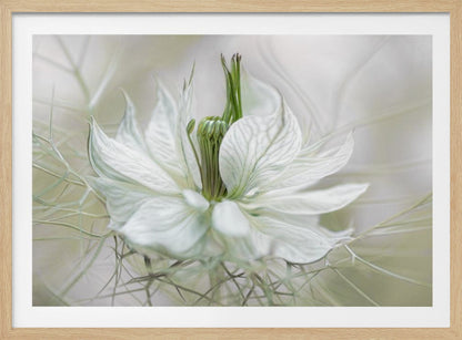 A close-up, artistic photograph of a delicate white Nigella flower, showcasing its intricate veined petals and green pistil against a soft, ethereal background, all within a silver frame. Print