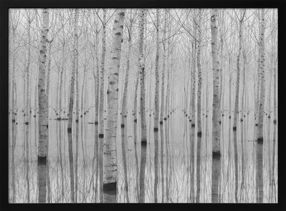 A framed, black and white photograph captures a serene forest of birch trees standing in calm water. The tree trunks are reflected perfectly, creating a striking symmetrical pattern that fades into a misty background. Wall Art
