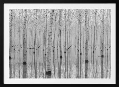 A framed, black and white photograph captures a serene forest of birch trees standing in calm water. The tree trunks are reflected perfectly, creating a striking symmetrical pattern that fades into a misty background. Wall Art