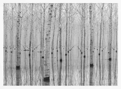 A framed, black and white photograph captures a serene forest of birch trees standing in calm water. The tree trunks are reflected perfectly, creating a striking symmetrical pattern that fades into a misty background. Wall Art