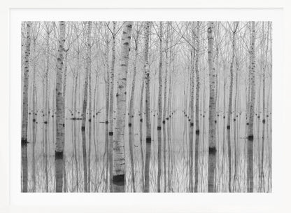 A framed, black and white photograph captures a serene forest of birch trees standing in calm water. The tree trunks are reflected perfectly, creating a striking symmetrical pattern that fades into a misty background. Wall Art