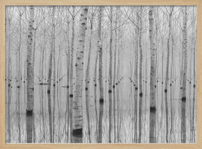 A framed, black and white photograph captures a serene forest of birch trees standing in calm water. The tree trunks are reflected perfectly, creating a striking symmetrical pattern that fades into a misty background. Wall Art