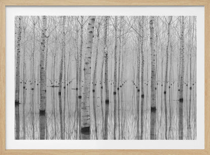 A framed, black and white photograph captures a serene forest of birch trees standing in calm water. The tree trunks are reflected perfectly, creating a striking symmetrical pattern that fades into a misty background. Wall Art