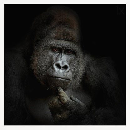 A dramatic, framed portrait of a gorilla against a black background. The gorilla looks directly at the viewer with a thoughtful expression, its chin resting on its hand. Decor