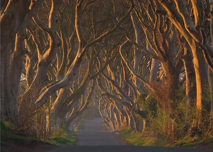 A framed photograph of the Dark Hedges in Northern Ireland, where gnarled beech trees form a natural tunnel over a country road, their branches glowing in the golden light of sunrise or sunset. Print