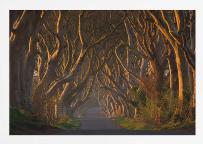 A framed photograph of the Dark Hedges in Northern Ireland, where gnarled beech trees form a natural tunnel over a country road, their branches glowing in the golden light of sunrise or sunset. Print