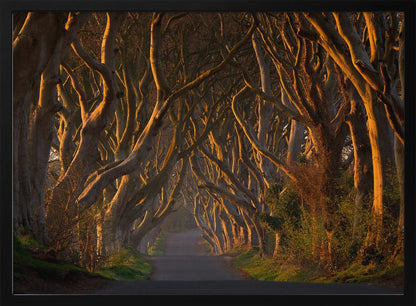 A framed photograph of the Dark Hedges in Northern Ireland, where gnarled beech trees form a natural tunnel over a country road, their branches glowing in the golden light of sunrise or sunset. Print