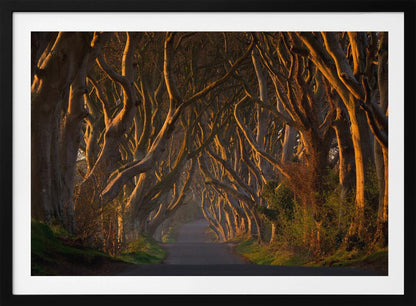 A framed photograph of the Dark Hedges in Northern Ireland, where gnarled beech trees form a natural tunnel over a country road, their branches glowing in the golden light of sunrise or sunset. Print