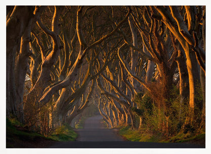A framed photograph of the Dark Hedges in Northern Ireland, where gnarled beech trees form a natural tunnel over a country road, their branches glowing in the golden light of sunrise or sunset. Print