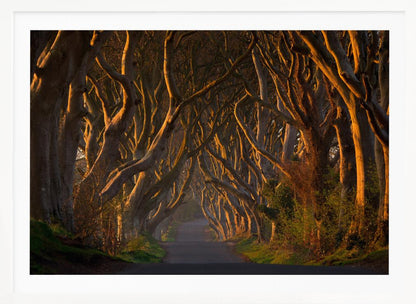 A framed photograph of the Dark Hedges in Northern Ireland, where gnarled beech trees form a natural tunnel over a country road, their branches glowing in the golden light of sunrise or sunset. Print