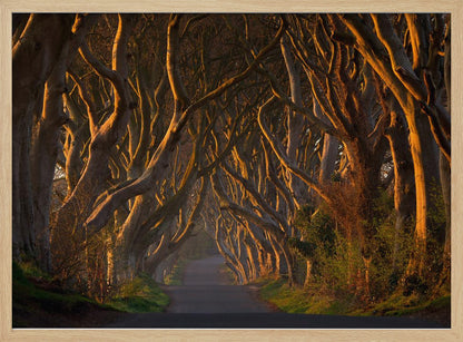 A framed photograph of the Dark Hedges in Northern Ireland, where gnarled beech trees form a natural tunnel over a country road, their branches glowing in the golden light of sunrise or sunset. Print