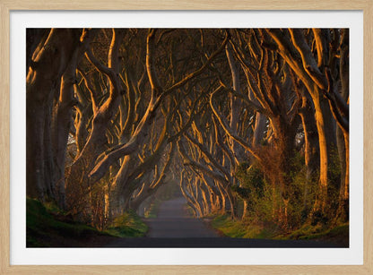 A framed photograph of the Dark Hedges in Northern Ireland, where gnarled beech trees form a natural tunnel over a country road, their branches glowing in the golden light of sunrise or sunset. Print