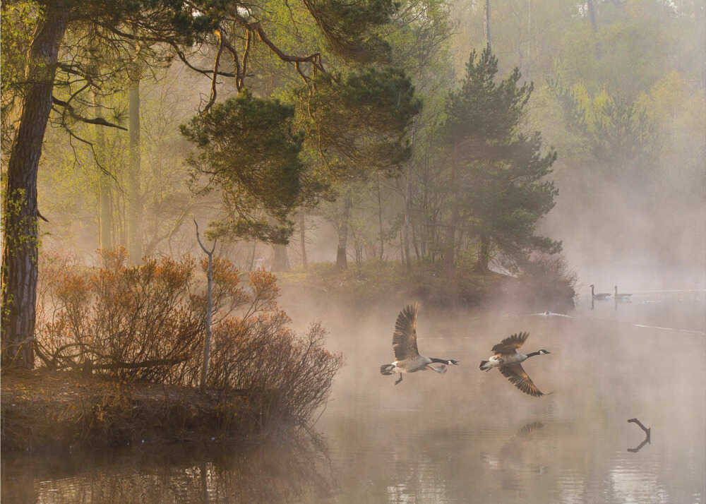 Two geese flying low over a misty forest lake at dawn, a serene nature photograph.