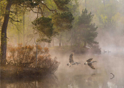 Two geese flying low over a misty forest lake at dawn, a serene nature photograph.
