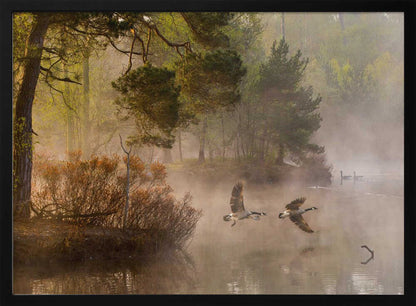 Two geese flying low over a misty forest lake at dawn, a serene nature photograph.