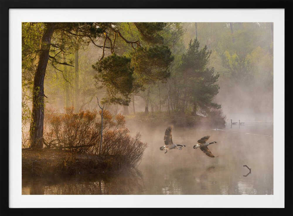 Two geese flying low over a misty forest lake at dawn, a serene nature photograph.