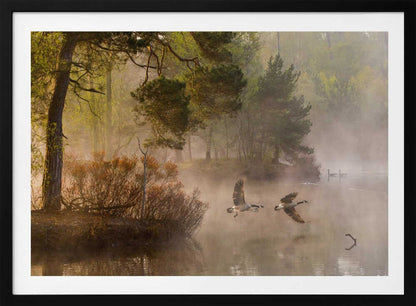 Two geese flying low over a misty forest lake at dawn, a serene nature photograph.