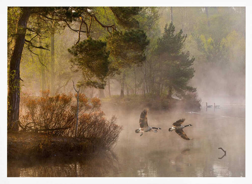 Two geese flying low over a misty forest lake at dawn, a serene nature photograph.
