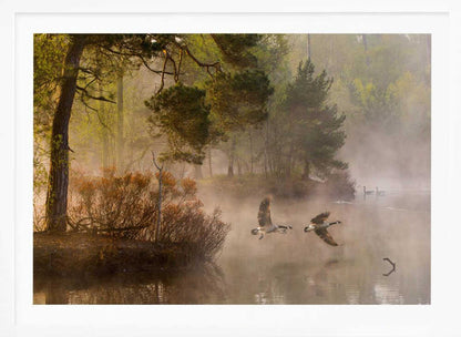 Two geese flying low over a misty forest lake at dawn, a serene nature photograph.