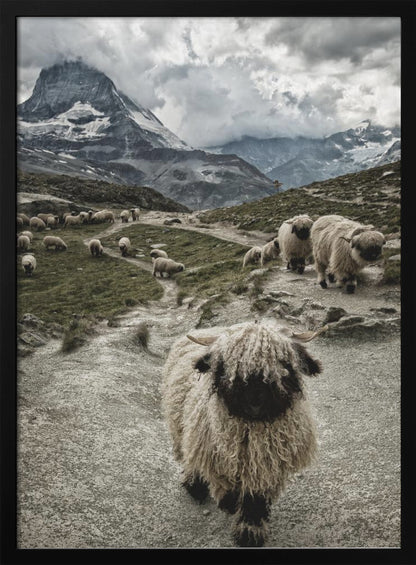 A vertical photograph of a flock of Valais Blacknose sheep on a winding path in a mountain valley, with a large, shaggy sheep in the foreground and the cloud-covered peak of the Matterhorn in the background. Print