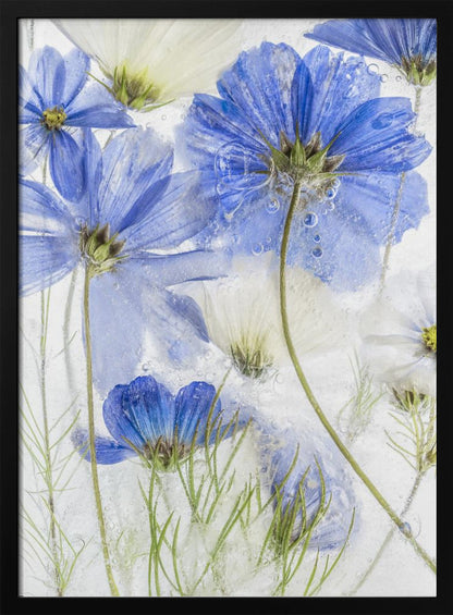 A close-up artistic photograph of blue and white cosmos flowers frozen within a block of clear ice. The flowers are viewed from multiple angles, with delicate petals and thin green stems suspended in the ice, surrounded by tiny air bubbles. Print
