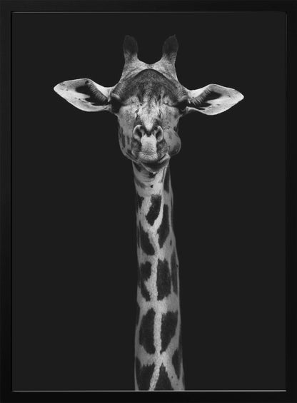 A striking black and white portrait of a giraffe against a solid black background. The giraffe is looking directly forward with a comical expression, its left cheek puffed out as if chewing. Decor