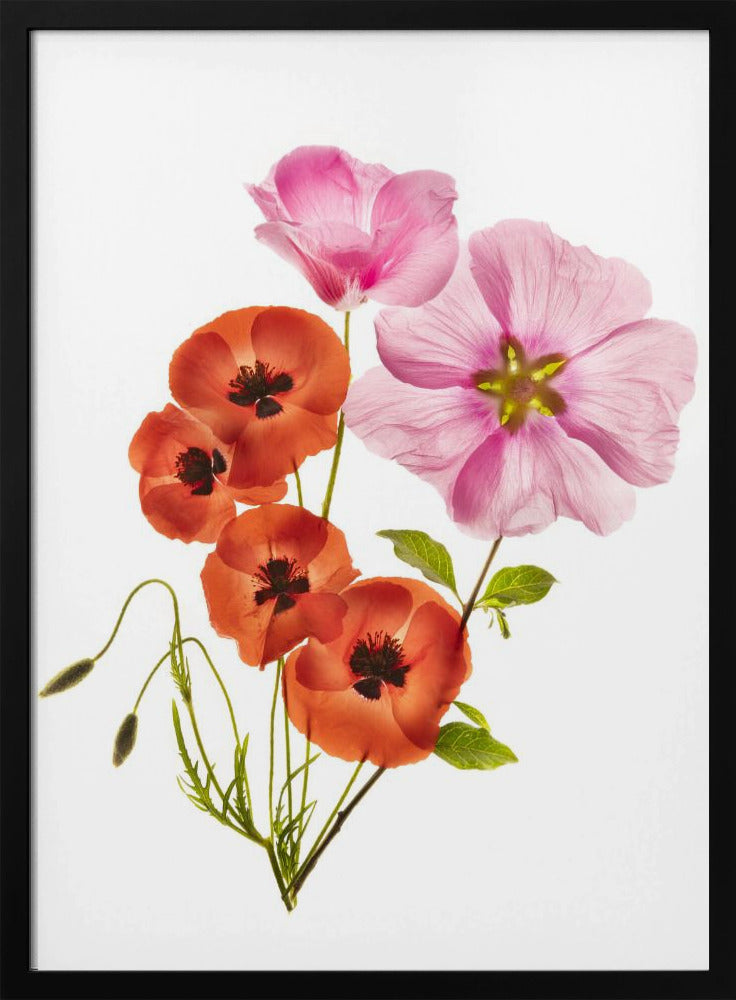 A minimalist art print of a bouquet with vibrant orange poppies and large pink flowers against a clean white background, enclosed in a thin black frame. The flower petals appear delicate and translucent, revealing their inner structures under a soft light. Decor