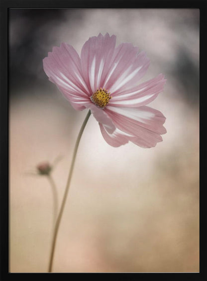 A soft-focus close-up photograph of a delicate pink and white cosmos flower on a long, thin stem. The background is artfully blurred with muted tones of beige, cream, and dark grey, creating a dreamy and serene atmosphere. Another small flower bud is faintly visible in the background. Decor