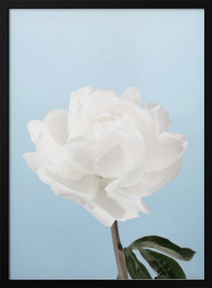 A close-up photograph of a fully bloomed white peony with delicate, layered petals, set against a solid light blue background. A portion of its dark stem and a single green leaf are visible at the bottom. The image is presented in a simple black frame. Wall Art
