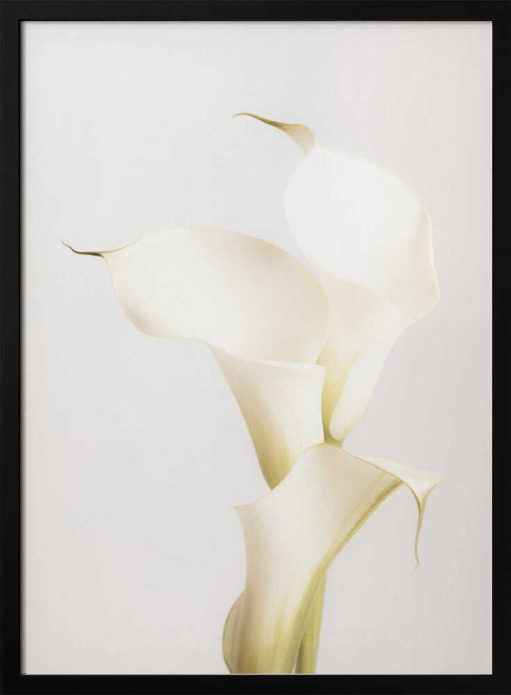 White Calla Lily No 3 - Poster / Art Print