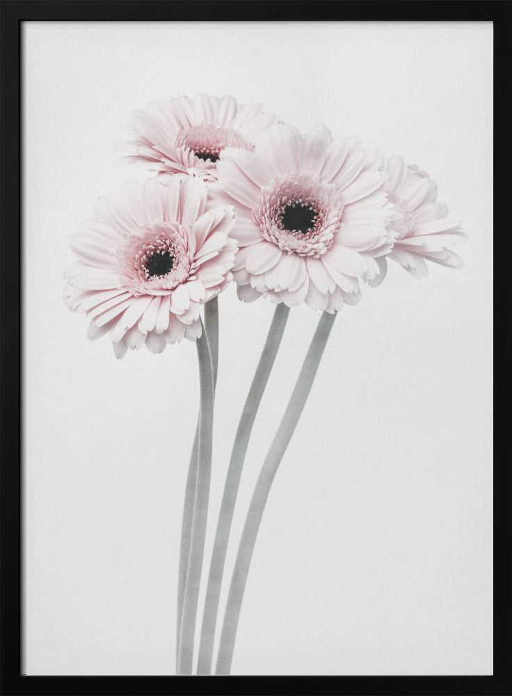 Pink Flowers - Poster / Art Print