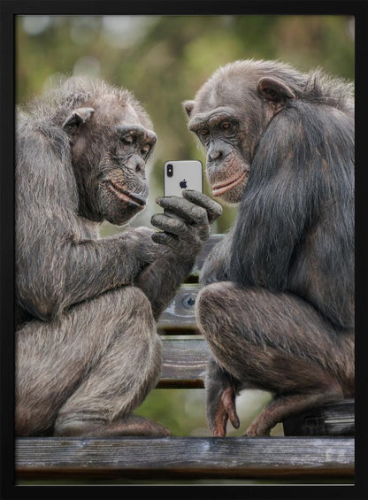 A humorous photo of two chimpanzees sitting on a wooden bench, looking intently at a silver smartphone held by one of the chimps as if they are watching a video or taking a selfie. Print