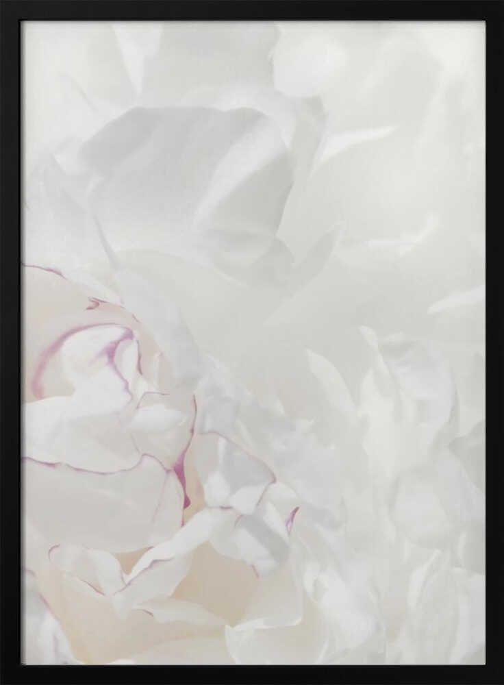 An abstract close-up of soft white peony petals with delicate purple edges in a black frame.
