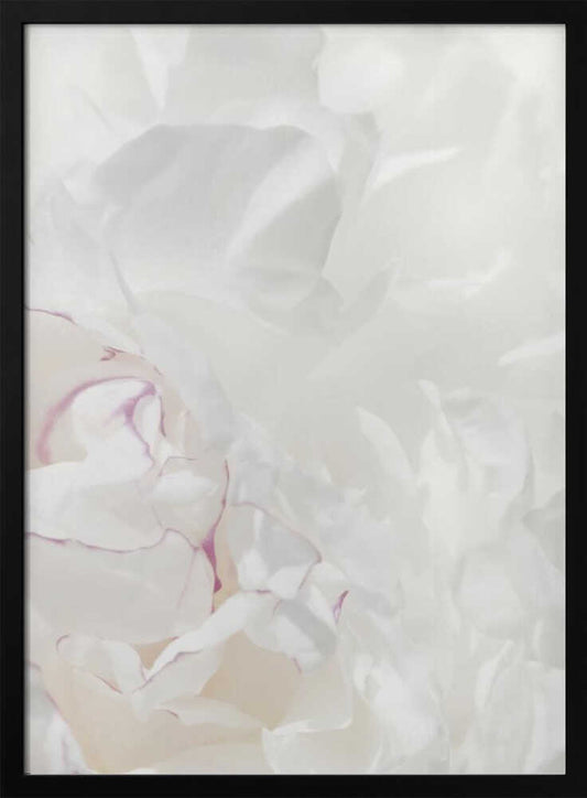 An abstract close-up of soft white peony petals with delicate purple edges in a black frame.