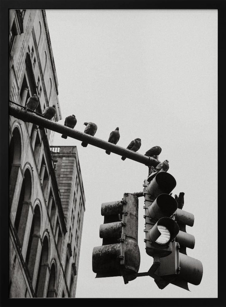A low-angle, black and white photograph of pigeons perched along a traffic light arm, with a large city building in the background against a gray sky. Wall Art