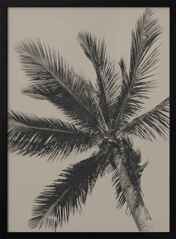 Palm Tree - Poster / Art Print